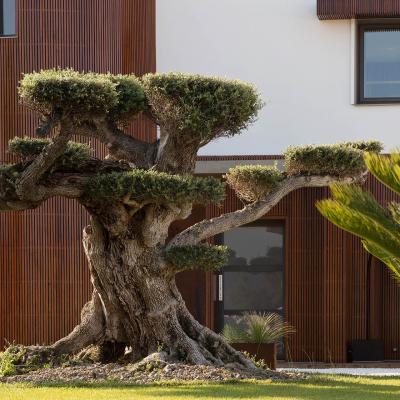 Détails extérieurs de la Villa Miramar Maison d'hôtes Luxe Méditerranée Frontignan Sète Bassin de Thau 