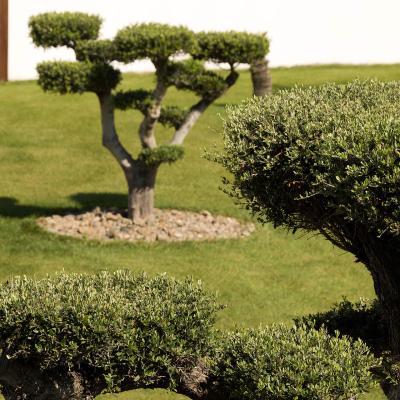 Détails extérieurs de la Villa Miramar Maison d'hôtes Luxe Méditerranée Frontignan Sète Bassin de Thau 